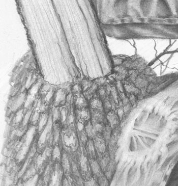 A Lofty Perch Close Up Image